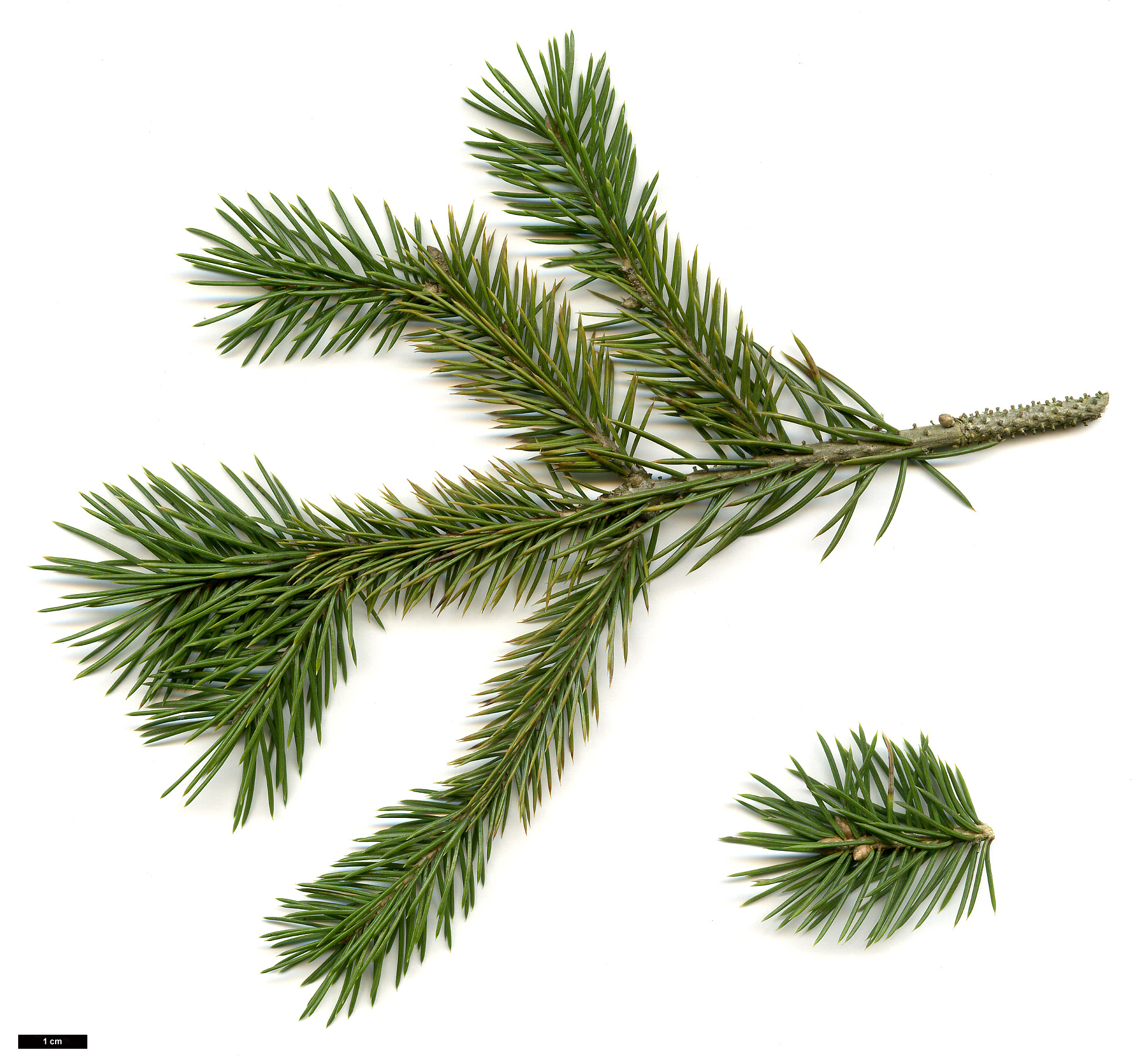 High resolution image: Family: Pinaceae - Genus: Picea - Taxon: schrenkiana